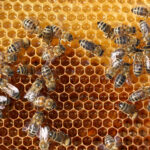 Starter Hives ( NUCS ) Reservation for 2026 (Pick Up Only in Woodburn OR) Italian and Carniolan Mix Bees